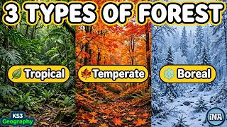 Forests of the World | KS3 Geography
