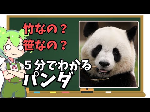 アイルロポダ メラノレウカ