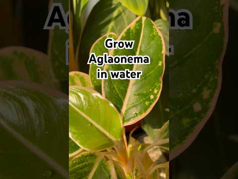 Part of a video titled How to Grow Aglaonema in water #aglaonema #plants ... - YouTube