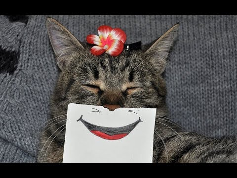 ПРИКОЛЫ С КОТАМИ. МОЙ ПИТОМЕЦ - ШОТЛАНДСКИЙ ВИСЛОУХИЙ КОТЁНОК.