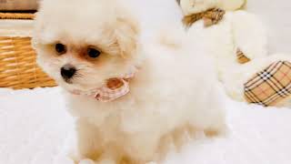 ハーフ犬の動画01