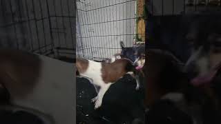 Video preview image #1 Cheagle Puppy For Sale in Virginia Beach, VA, USA