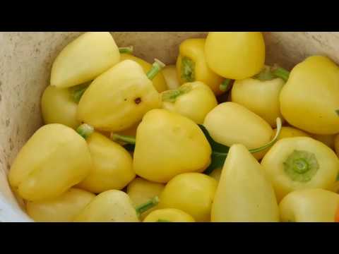 Naša priča ep.217 - 17.10.2019. - Proizvodnja paprike i kupusa - Knić