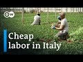 Clandestine Employment Of Indians In Italy DW Documentary Migrant Documentary