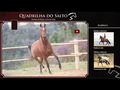 05 Quadrilha do Salto