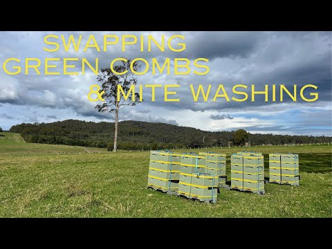 🐝 Changing green combs for Varroa mite control.  Integrated pest management to minimise chemical use
