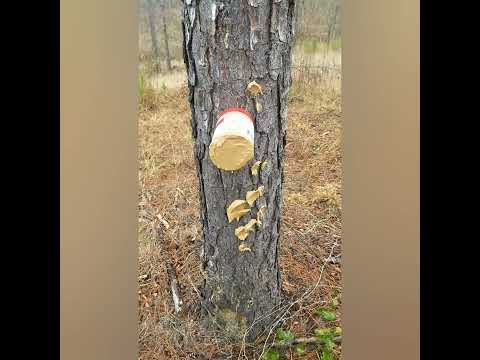 peanut butter for deer