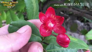 Walang kapalit-Dingdong Avanzado w/lyrics