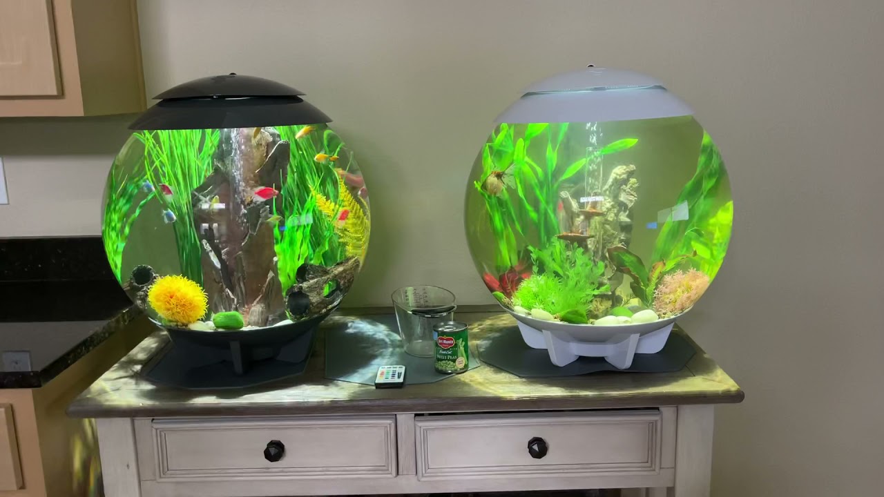 BiOrb Halo 60L 1 year update!