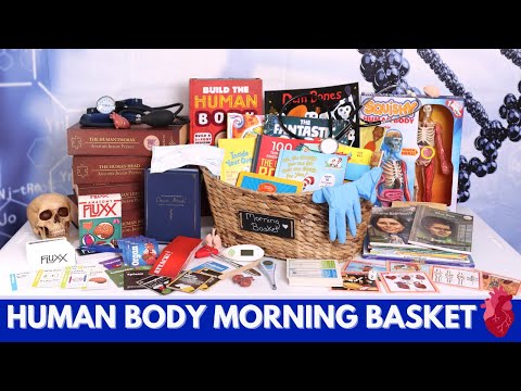 Morning Basket: Anatomy | Human Body