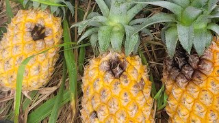 #nature Dứa Gai Queen, dứa mật không gai