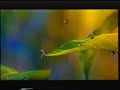 Bichos Una Aventura En Miniatura 1998 Trailer Español