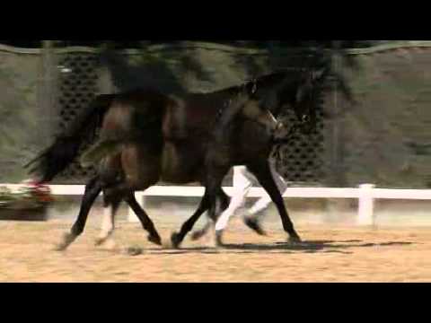 Holsteiner Hengstfohlen v. Connor