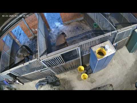 Böckchen - komm her du komm sofort her,  mich einfach in der box zu lassen - das geht so nicht