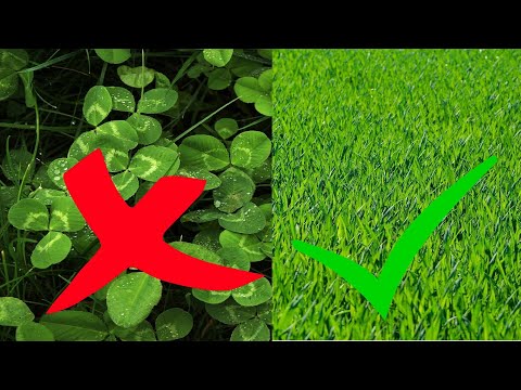 Klee im Rasen dauerhaft entfernen – Klee bekämpfen – biologisch, chemisch, ohne Chemie / Was tun