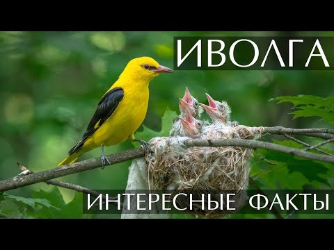 Иволга - интересные факты