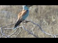 European Roller (Coracias garrulus)  Κράγκα - Χαλκοκουρούνα - Cyprus