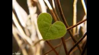 6 A mon Ami Alfred T de Patrick Bruel sur les photos de "Marie Valentine Photographie"