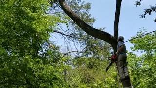 An Irishman, a chainsaw and a ladder. What could possibly go wrong?