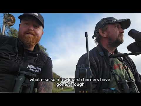 MigFest Birdwatching Highlights | Osprey, Peregrine & Migrating Meadow Pipits