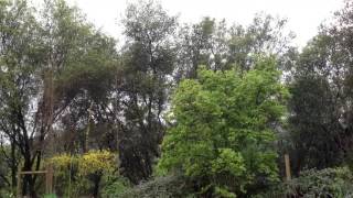 Nice comforting Spring Rain on Easter 2013