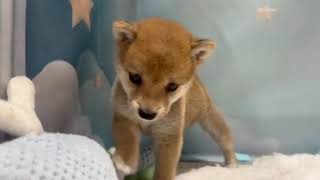 豆柴の動画01