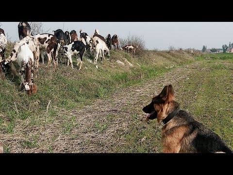 Hot Winter Sun! ☀️🐕 | Roadside Herding with German Shepherd & Goats 🐐