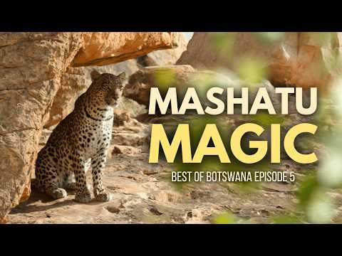 Is Mashatu Worth Visiting for Big Cats? We Find Out! (Best of Botswana Ep.5)
