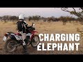 This ELEPHANT is going to CHARGE! 🐘 [S5 - Eps. 62]