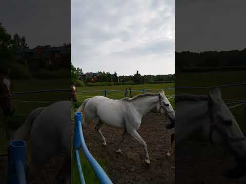 koniki #horse #sweet