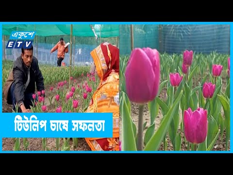 পঞ্চগড়ে বিদেশি ফুল ‘টিউলিপ’ চাষে সফলতা