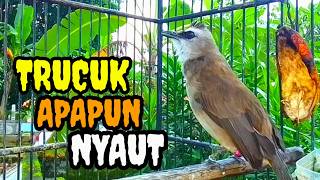 Download lagu Suara Burung trucukan Gacor memanggil Lawan pancingan trucuk betina manggil jantan agar bunyi mp3