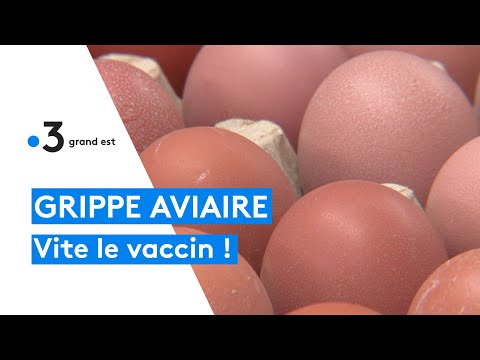 , title : 'Grippe aviaire : dans l'attente du vaccin'