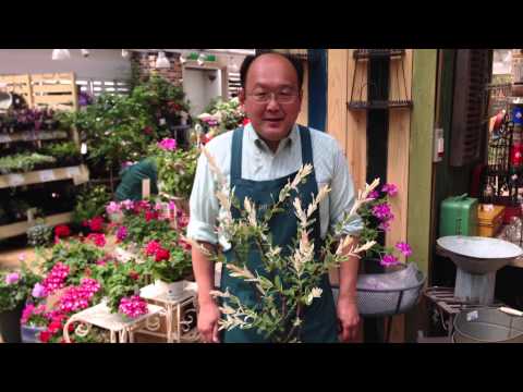 白いヤナギ 植物