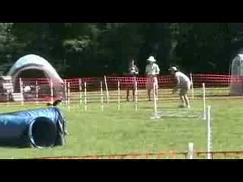 Agility - Scraps the Dog - 8-2008 Morristown, NJ