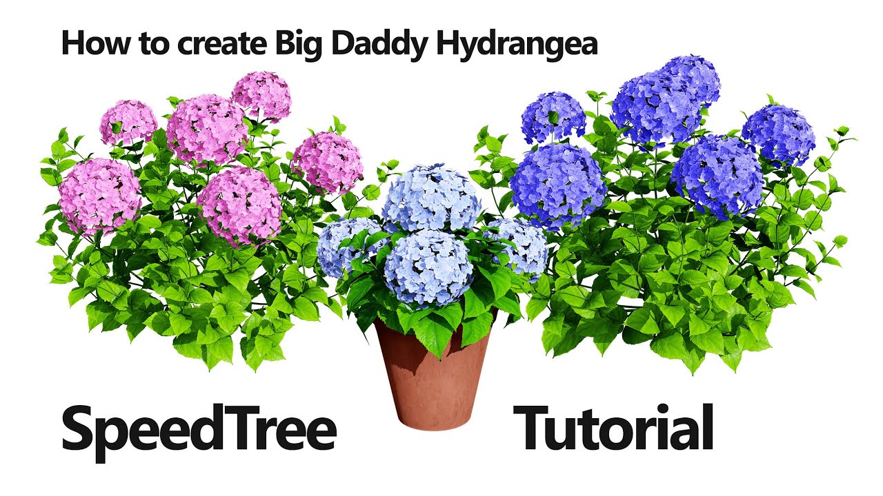 French Hydrangea Flowers with free 3D Model