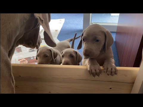 Die Weimaraner Welpen - Woche 5 auf der Terrasse