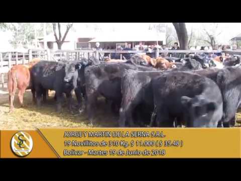 19-06-18 Venta de Machos - Jorge y Martin de la Serna S.R.L. - Bolivar.