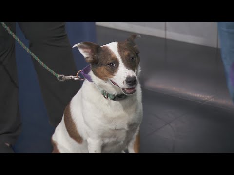 Adopt-A-Pet: Mutts of the Midway - YouTube