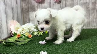 ハーフ犬の動画01