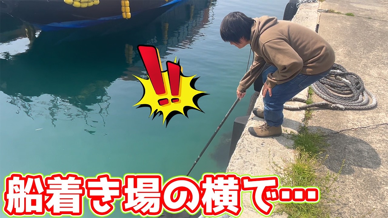 突然の電話「すぐに来て!!」定期船乗り場の横に見た事もない魚が現れて…