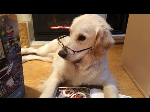 Quand on est propriétaire d'un golden retriever drôle chien le plus drôle de tous les temps !