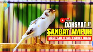 Download lagu 🔴KENARI MENDONGKRAK EMOSI! PANCINGAN / MASTERAN KENARI ROLL TEMBAK CENGKOK MEWAH LANGSUNG NYAUT mp3