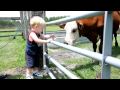 Cow Feeding