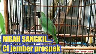 Download lagu Tips dan Trik cara merawat burung Cucak Ijo biar gacor, ngetrok dan fighter mp3
