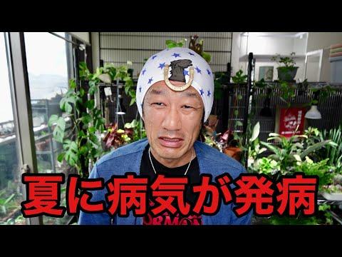 園芸 ニーム、インドニーム、インドスギ、インドライラック、インドアザディラ