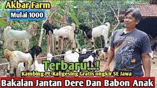 Download lagu 1000...!! GRATIS ONGKIR SE JAWA KAMBING PE KALIGESING #hargakambing#kambingpe mp3 Download lagu 1000...!! GRATIS ONGKIR SE JAWA KAMBING PE KALIGESING #hargakambing#kambingpe mp3