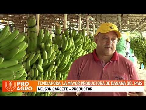 Tembiaporã: La mayor productora de banana del país