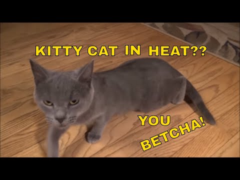 Young Cat In Heat: Signs And Symptoms | Aquachigger