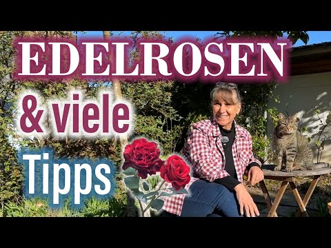 EDELROSEN: „Königin der Rosen“ 🌸 einst Hybride aus chin. Teerosen & Remontant-Rosen (ab Min. 19:32)